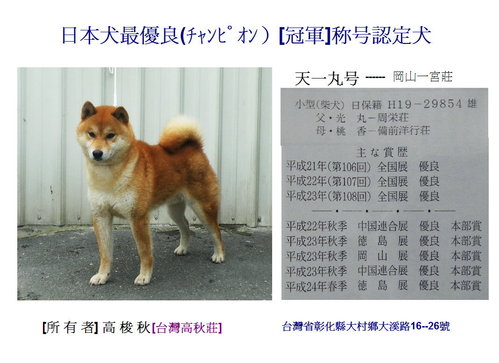 [專業品質][台灣]高秋莊 日本柴犬 專業犬舍 - 20120810225344_610723187.jpg(圖)