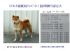 彰化縣市-[專業品質][台灣]高秋莊 日本柴犬 專業犬舍_圖