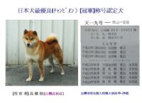 [專業品質][台灣]高秋莊 日本柴犬 專業犬舍_圖片(1)
