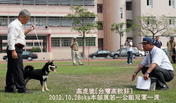 [專業品質][台灣]高秋莊 日本柴犬 專業犬舍 - 20121130000027_205270718.jpg(圖)