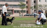 [專業品質][台灣]高秋莊 日本柴犬 專業犬舍_圖片(1)