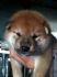 台南市-超可愛的日本小柴犬  (台產的)投寵登097049^.^_圖