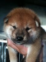 超可愛的日本小柴犬  (台產的)投寵登097049^.^_圖片(1)
