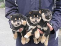 超可愛的日本小柴犬  (台產的)投寵登097049^.^_圖片(2)