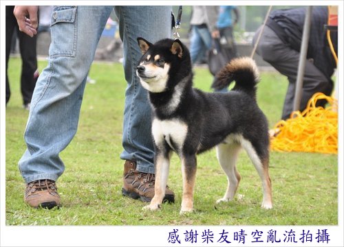 超可愛的日本小柴犬  (台產的)投寵登097049^.^ - 20100915032143_493335465.jpg(圖)