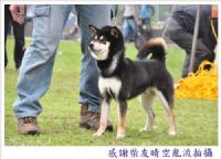 超可愛的日本小柴犬  (台產的)投寵登097049^.^_圖片(3)