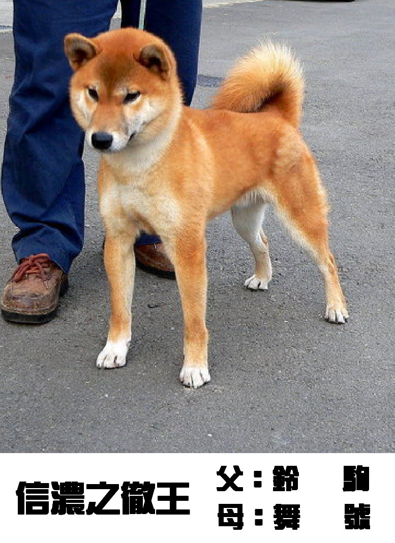 超可愛的日本小柴犬  (台產的)投寵登097049^.^ - 20100915032143_493363106.JPG(圖)