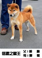 超可愛的日本小柴犬  (台產的)投寵登097049^.^_圖片(4)