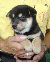 超可愛的日本小柴犬  投寵登097049^.^_圖片(1)