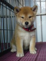 超可愛的日本小柴犬  投寵登097049^.^_圖片(3)