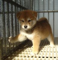 超可愛的日本小柴犬  投寵登097049^.^_圖片(4)