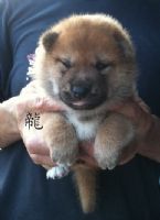 日本柴犬-幼犬出讓-寵物買賣登記(投寵登097049號)_圖片(1)