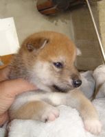 日本柴犬-幼犬出讓-寵物買賣登記(投寵登097049號)_圖片(2)