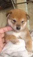日本柴犬-幼犬出讓-寵物買賣登記(投寵登097049號)_圖片(3)