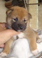 日本柴犬-幼犬出讓-寵物買賣登記(投寵登097049號)_圖片(4)