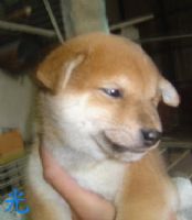 柴犬專門舍※※寵物登記(投寵登097049號)_圖片(1)