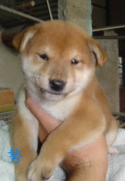 柴犬專門舍※※寵物登記(投寵登097049號) - 20101104183644_868047500.JPG(圖)