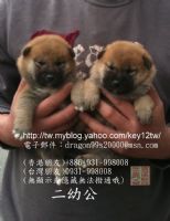 台灣雲海魚龍莊柴犬專門舍-投寵登100099_圖片(1)