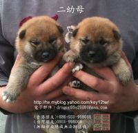 台灣雲海魚龍莊柴犬專門舍-投寵登100099_圖片(2)