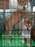 台灣雲海魚龍莊柴犬專門舍-投寵登100099_圖片(1)