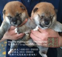 台灣雲海魚龍莊柴犬專門舍-投寵登100099_圖片(2)