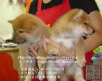 台灣雲海魚龍莊柴犬專門舍-投寵登100099_圖片(3)