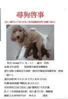 協尋愛犬~"長尾巴"的紅貴賓(沒有剪尾巴~)_圖片(1)