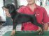 屏東縣市-杜賓幼犬2011年６月１７日完成初期疫苗歡迎犬友參觀 _圖