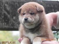 【很優】黑. 赤 色の 柴犬の 幼犬_圖片(1)