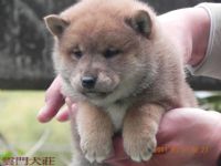 【很優】黑. 赤 色の 柴犬の 幼犬_圖片(3)