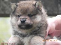 【很優】黑. 赤 色の 柴犬の 幼犬_圖片(4)