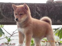 ＆ 黑. 赤 色の 柴犬の 幼犬_圖片(1)