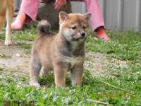 ＆ 黑. 赤 色の 柴犬の 幼犬_圖片(3)