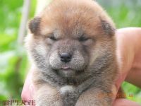 【極品】黑. 赤 色の 柴犬の 幼犬〔投寵登字第100101號〕_圖片(3)