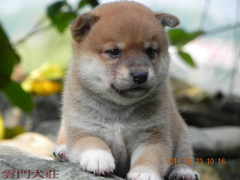 【很可愛】の 豆柴  の 幼犬 - 20110924102544_832671875.jpg(圖)