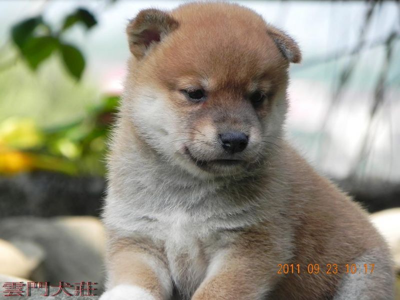 【很可愛】の 豆柴  の 幼犬 - 20110924102544_832682796.jpg(圖)