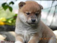 【很可愛】の 豆柴  の 幼犬_圖片(2)