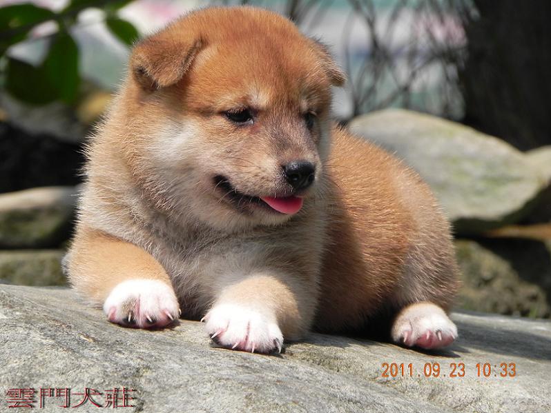 【很可愛】の 豆柴  の 幼犬 - 20110924102544_832693734.jpg(圖)