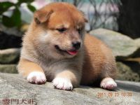 【很可愛】の 豆柴  の 幼犬_圖片(3)