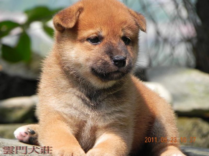 【很可愛】の 豆柴  の 幼犬 - 20110924102544_832701609.jpg(圖)