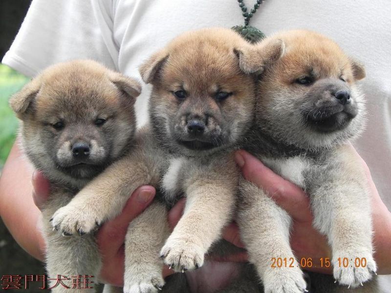 【嚴選】黑. 赤 色の 柴犬の 幼犬〔投寵登字第100101號〕 - 20120617123445_908858751.jpg(圖)