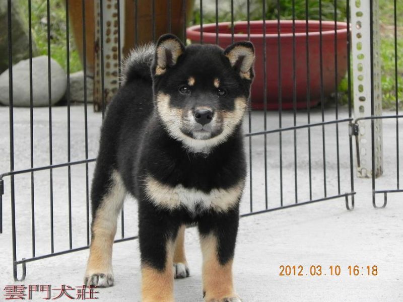 【嚴選】黑. 赤 色の 柴犬の 幼犬〔投寵登字第100101號〕 - 20120617123445_908899174.jpg(圖)