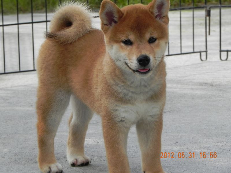 【嚴選】黑. 赤 色の 柴犬の 幼犬〔投寵登字第100101號〕 - 20120617123445_908939831.jpg(圖)