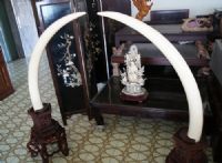 【待售】象牙雕觀音像 / 收藏珍品古董 / 宗教藝品 / 含證明書、象牙資料登記卡_圖片(4)