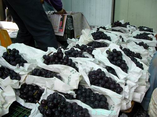 尋寶新天地**台中縣新社鄉香甜葡萄*當日新鮮現採宅配.隔日送達.健康營養食品.請疼惜我們的果農珍惜台灣水果.新年節慶送禮.手提禮盒包裝 - 20110114221707-16324734.jpg(圖)