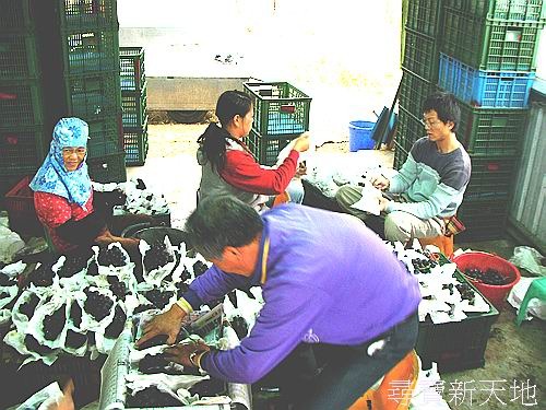 尋寶新天地**台中縣新社鄉香甜葡萄*當日新鮮現採宅配.隔日送達.健康營養食品.請疼惜我們的果農珍惜台灣水果.新年節慶送禮.手提禮盒包裝 - 20110114221707-16339484.jpg(圖)