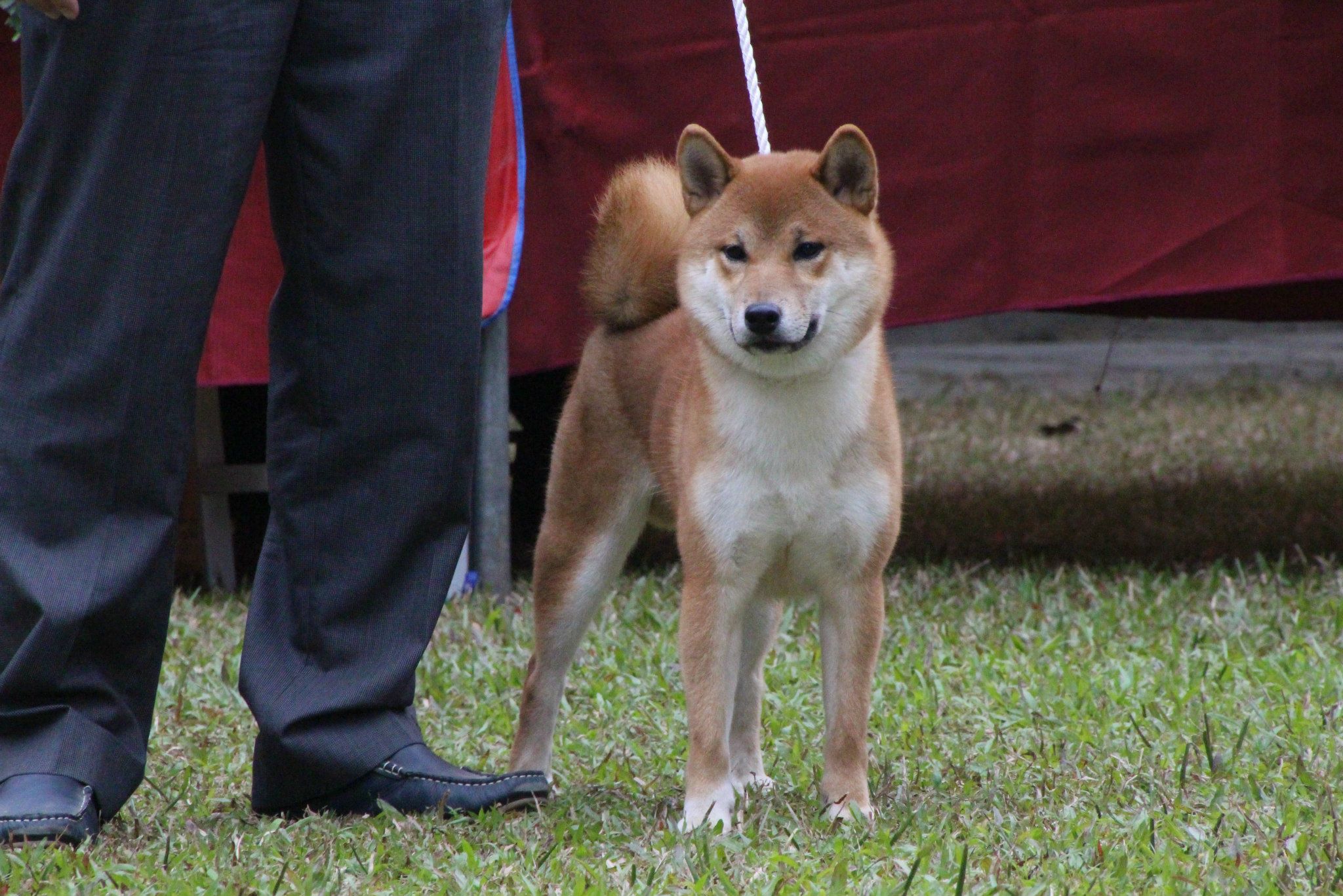 伏龍柴犬莊，專門經營柴犬買賣、配種、比賽等 - 20150324104422-167741312.jpg(圖)