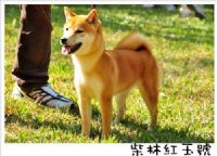 CKA 柴犬 日本柴犬 -柴林犬舍 歡迎參觀交流_圖片(1)