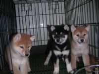 CKA 柴犬 日本柴犬 -柴林犬舍 歡迎參觀交流_圖片(4)