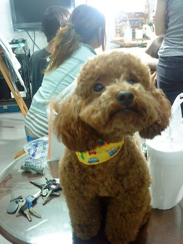 各位愛狗人士 請幫幫忙協尋 - 20101228154731_523834984.jpg(圖)